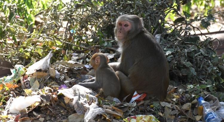 Delhiben a mikroműanyagok emberre-állatra is veszélyesek