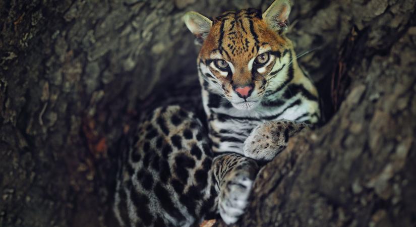 Te felismered ezeket a vadmacskákat? 2. – Kvíz