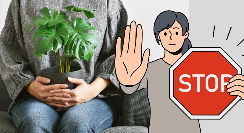 6 pont a lakásban, ahol büntetés szobanövényt tartani