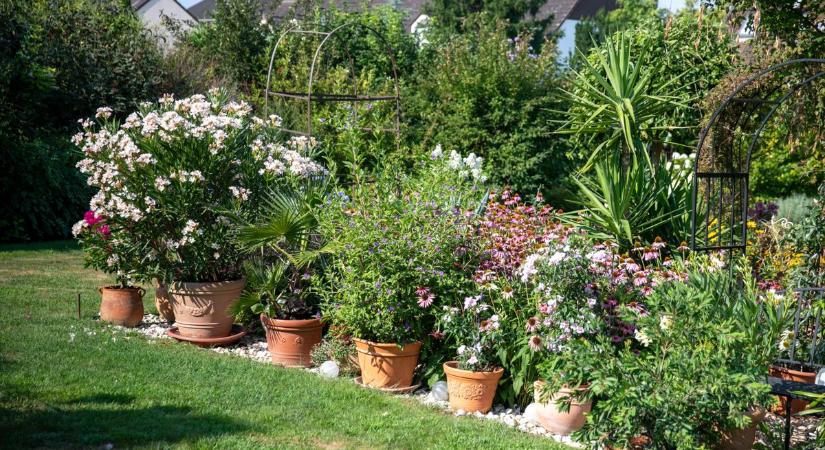 Nem is gondolnád: mutatjuk a tuti tippet, amitől biztosan túlélik a telet a növényeid