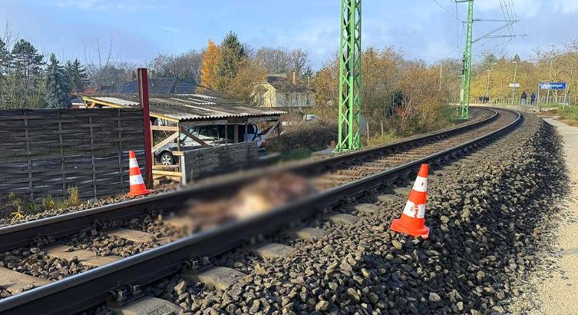 Elütött egy embert a vonat Isaszegen, Piliscsabán szarvast gázolt egy szerelvény