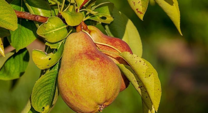 Itt a titok! Így lehetnek gyönyörűek a gyümölcsfái (videóval)