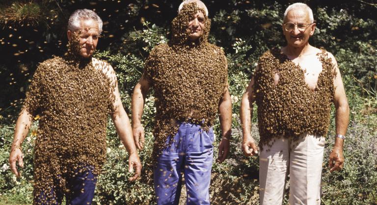 Vallási zombik méheket tanítanak ikonográfiára