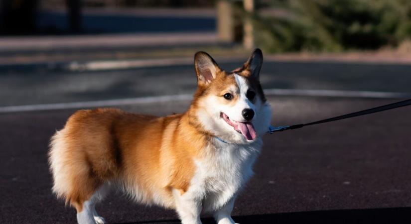 Könnyfakasztó videó, ahogyan két kutya 1 év után újra találkoznak – milliós nézettséget generált