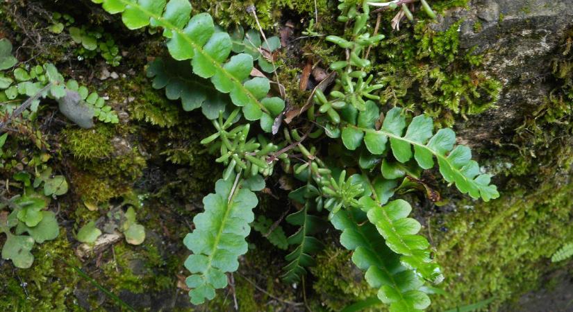 Védett növényeink