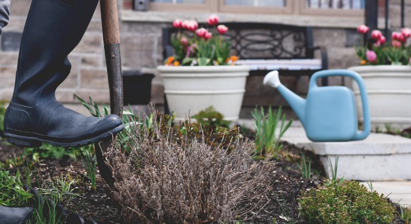 Ezt csináld az elszáradt növényekkel a kertben – a profi kertész szerint