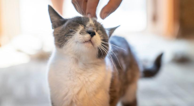 Ezért ül a macska a nyakunkba: számos oka lehet