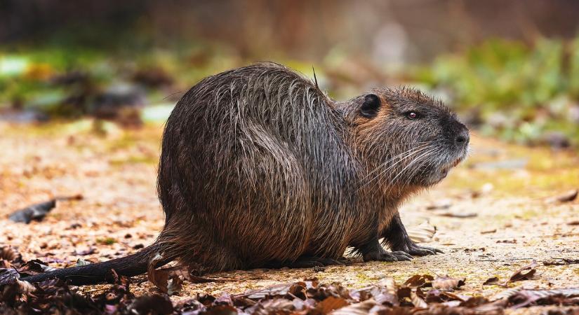 Egyre nagyobb gondot okoz ez a veszélyes állat, alig lehet tőle megszabadulni