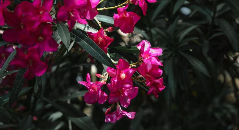 Mérgező és rákkeltő növények vesznek körbe minket - így ismerd fel őket!