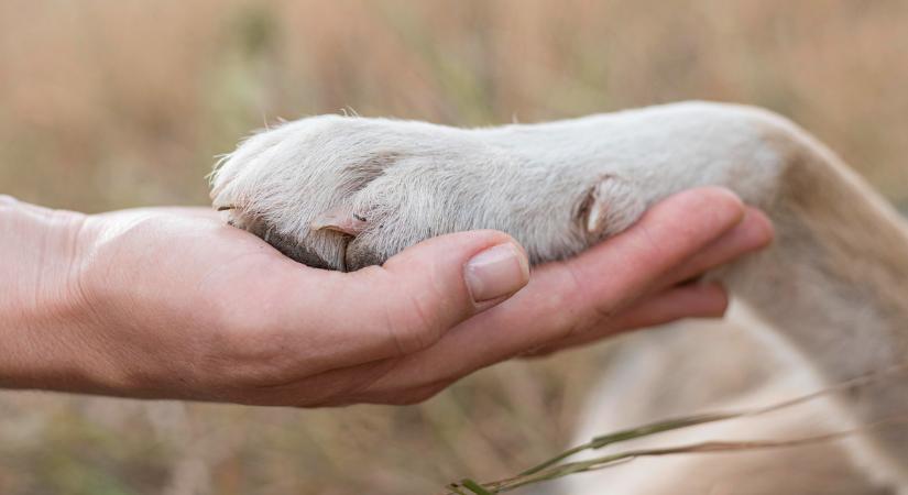 Szívszorító: Fűmag okozta a kutya halálát, gazdája óva inti a kutyatulajdonosokat