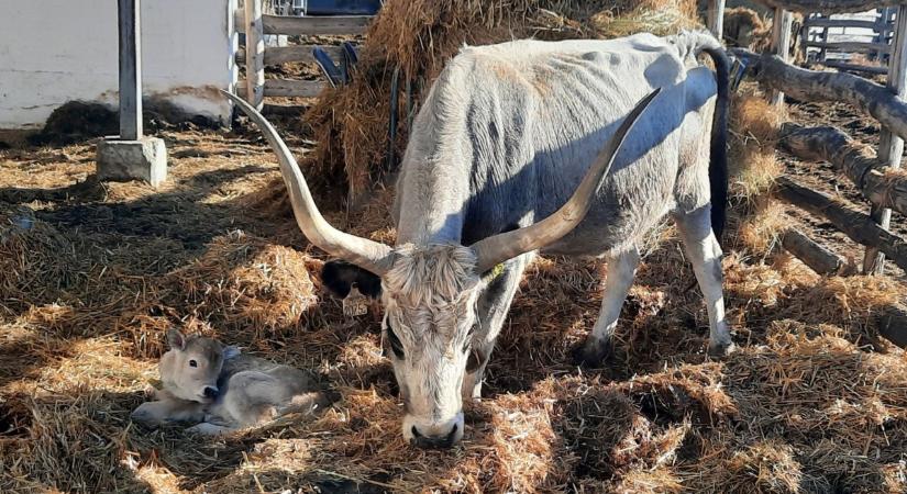 Megszületett az idei első szürkemarha borjú a Sóstói Állattartótelepen