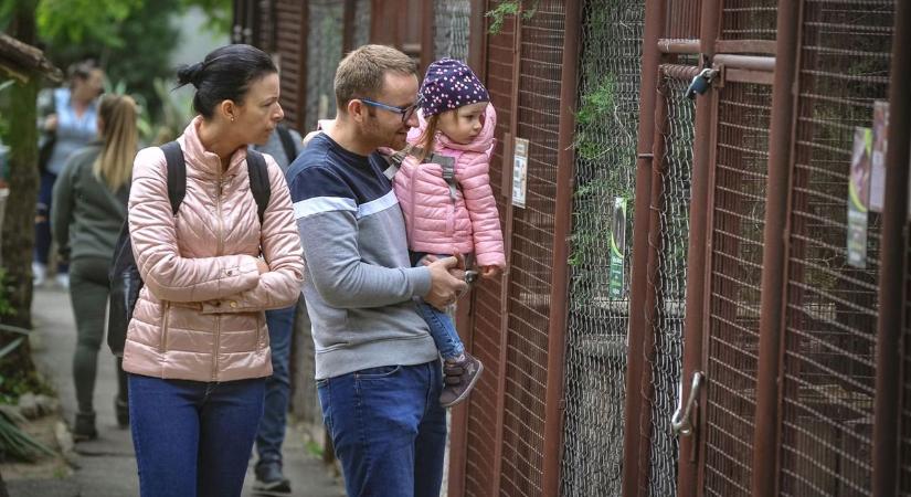 Ilyen munkafelügyelőt még tuti nem láttál! Különös vezető a Gyöngyösi Állatkert falai közt