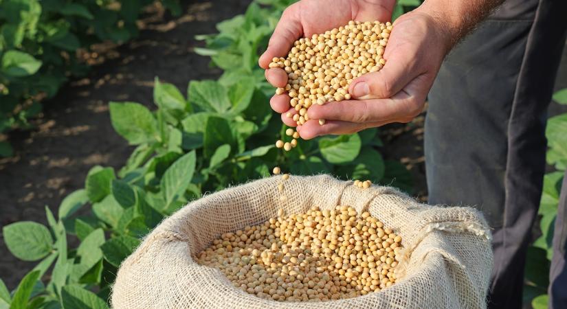 Ne csak a majonéz jusson eszedbe erről a cégről: megmenti a talajt