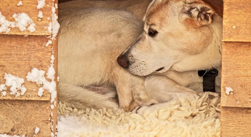 A kutyák téli udvara: mire figyelj, ha fagy jön?