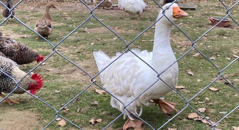Márton-napi őszbúcsúztató a Szennai Skanzenben