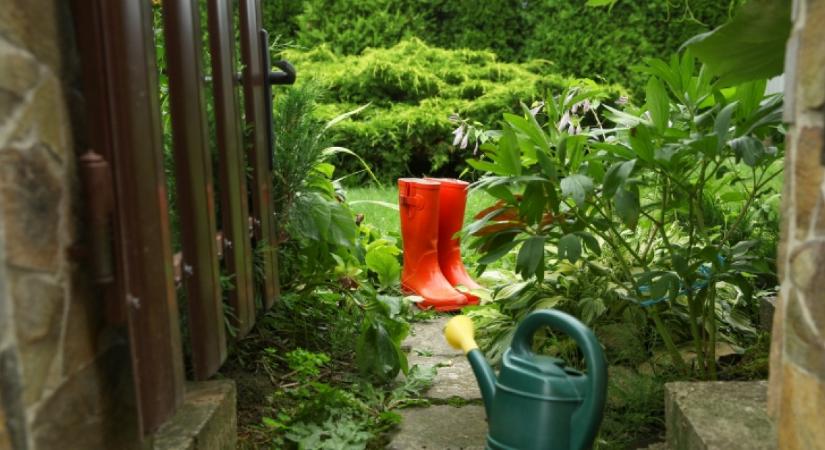 Nem a kaukázusi medvetalp az: ha ezt a növényt látod a ház körül, azonnal irtsd ki, halálosabb, mint hinnéd