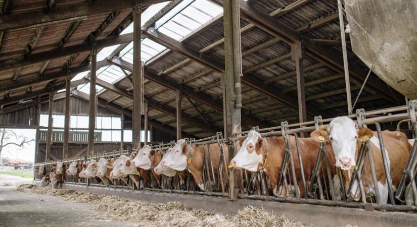 Istálló higiénia télre: Ammóniaszint, szellőzés, almozás