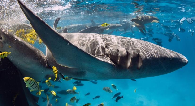 Egy háromgyermekes anya mentett meg egy cápát kutyasétáltatás közben