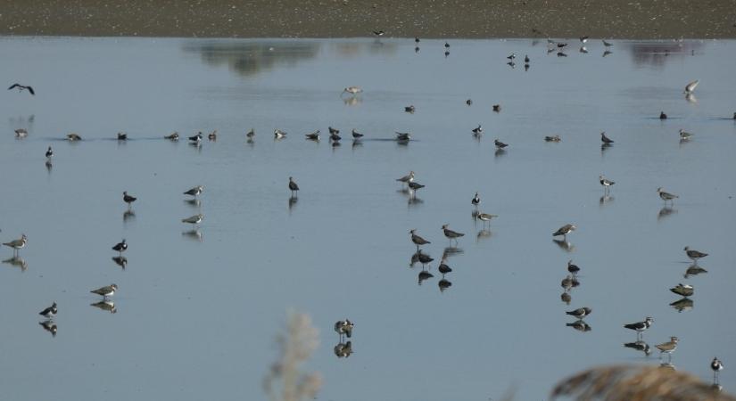 Mozgalmas őszi madárvonulás a Kis-Sárréten