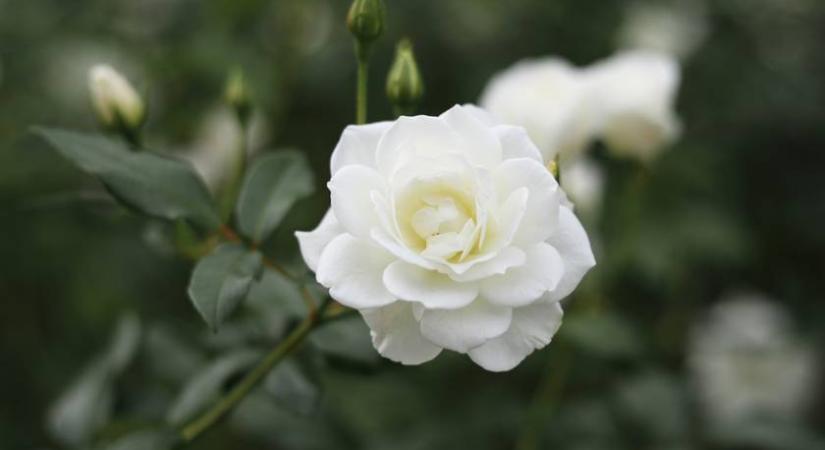 Gyorsan gyökeret ereszt a rózsa, ha beleszúrod ebbe a zöldségbe: csak el kell ültetni ezután