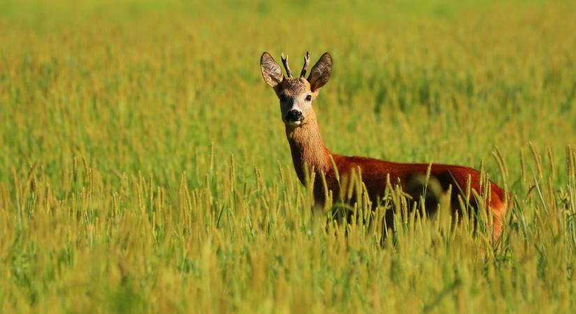 Őzek lepték el a veszprémi körforgalmat – a kamera mindent rögzített