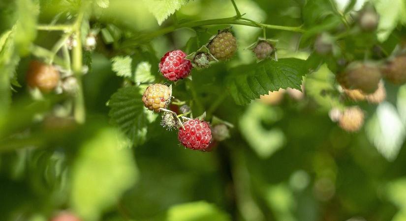 Novemberi kertgondozás: amit a profik sem hagynak ki