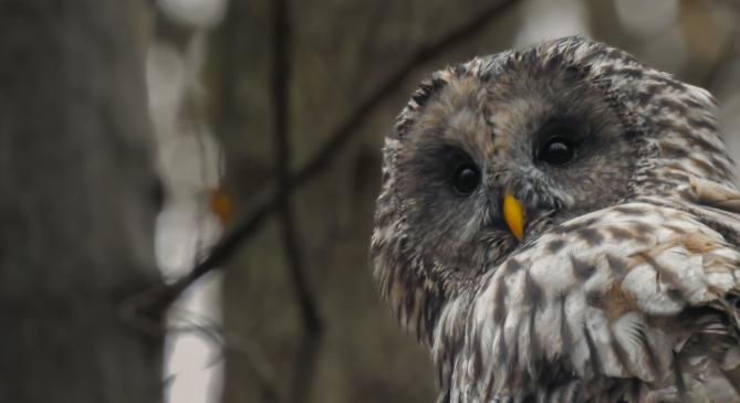 Ritkán látható madárfajt fotóztak a Zemplénben