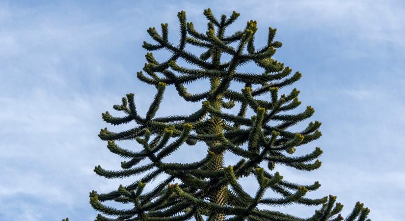 Milliókat érő fa nő Magyarországon: sokan nem is tudják, milyen értékes