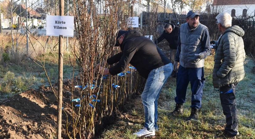 Fát mindenkinek! Rekordszámú növény talált gazdára, ezek voltak idén a legnépszerűbbek