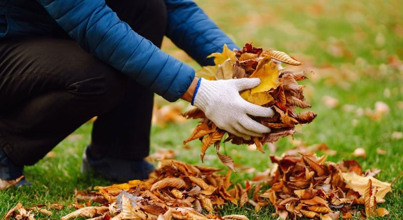 Fontos! Ezt semmiképp se csináld a lehullott falevelekkel!