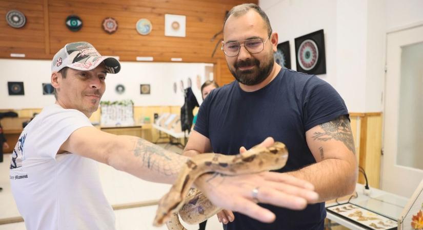 Kígyók és pókok a Városmajorban (fotók és videó)