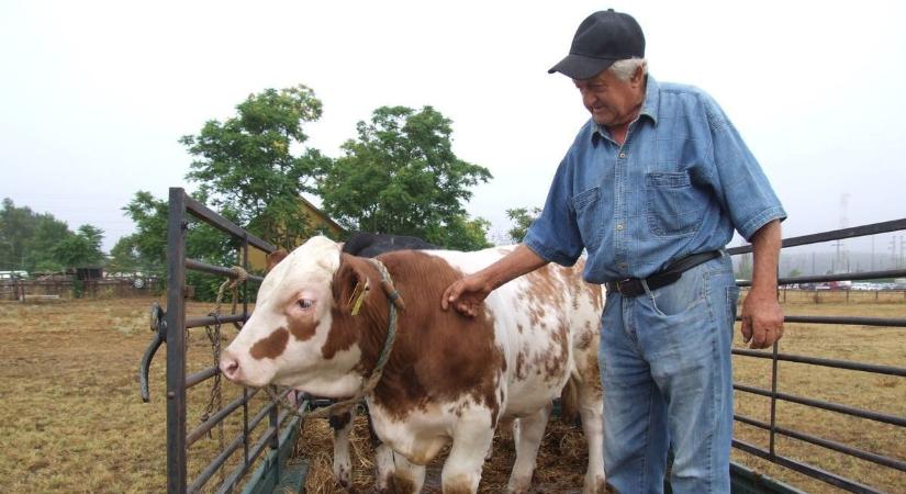 Több szarvasmarha, kevesebb tyúk – vegyes képet mutat az állattartás Bács-Kiskunban