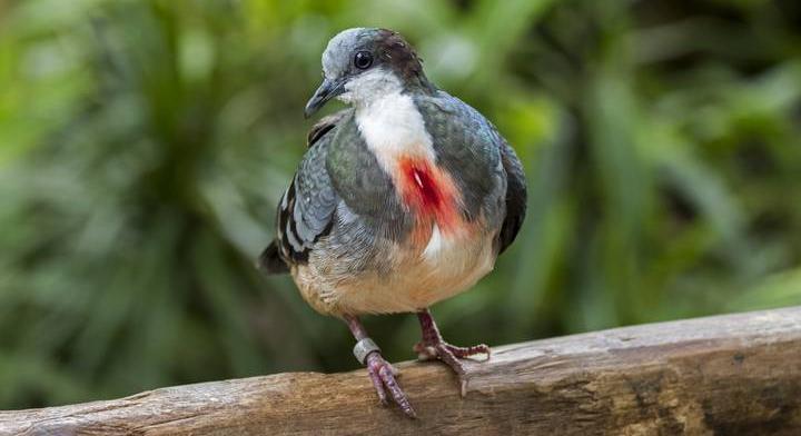 A természet optikai trükkje: miért „vérzik” a luzoni csillagosgalamb?