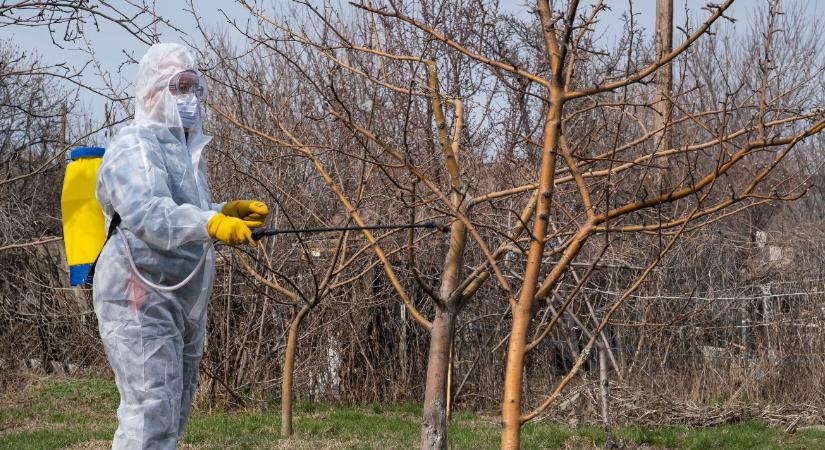 Gyümölcsfák lemosó permetezése tél előtt – teljes útmutató