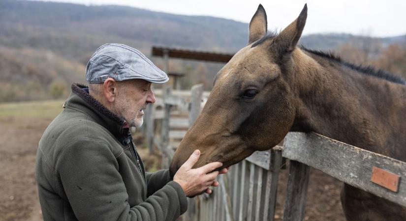 A ló, amitől még a Ferrarik is elpirulnak – így élnek az akhal-tekék Agostyánban
