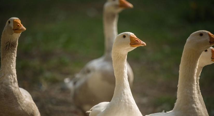 Aranyárban a Márton napi liba - kisker körkép, hol, mennyi