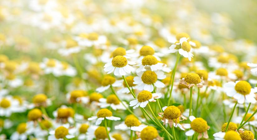 Lehullt a lepel: ezt biztosan nem tudtad a kamilláról