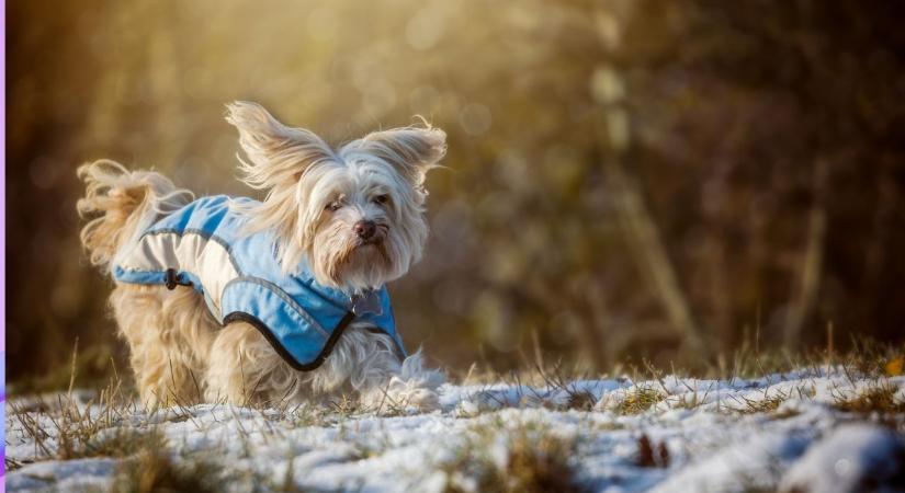 Kell-e kabátot adni a kutyára hideg időben? Állatorvos tisztázta a vitát