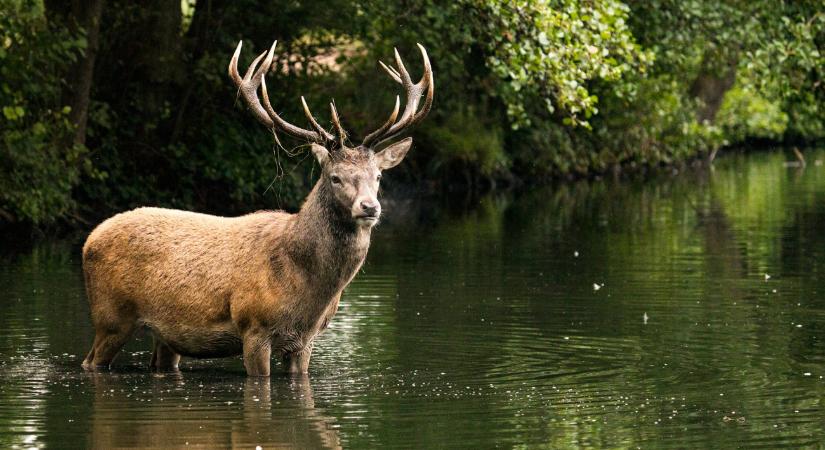 Eltűnt Rudolf, nagyon aggódnak a bonyhádiak