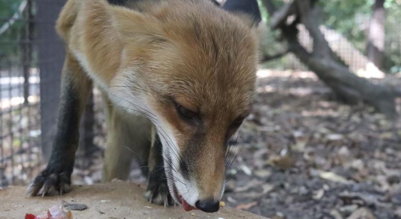 Ünnepi látványetetés és állatismertető a Körösvölgyi Állatparkban