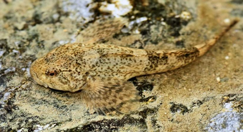 Különleges halakat találtak a Dunában – itt a magyarázat