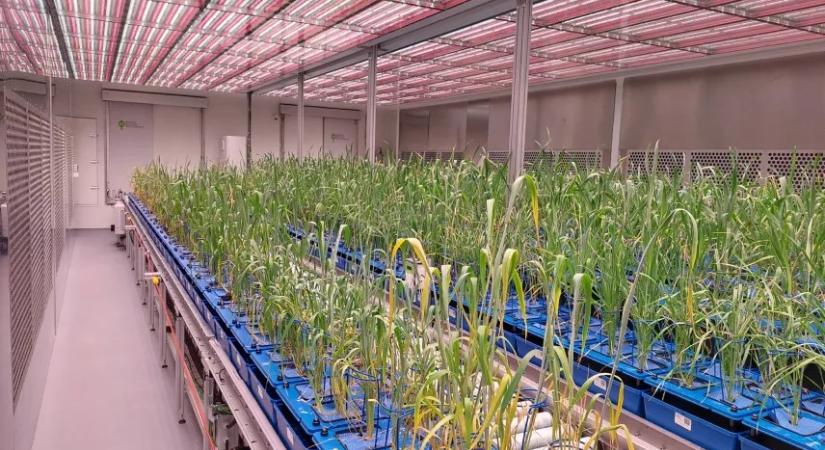 Itt az új, magyar szárazságtűrő búza