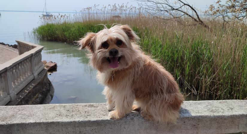 Bírságra számíthat a Balatonnál az, aki elmulasztja az összeírást