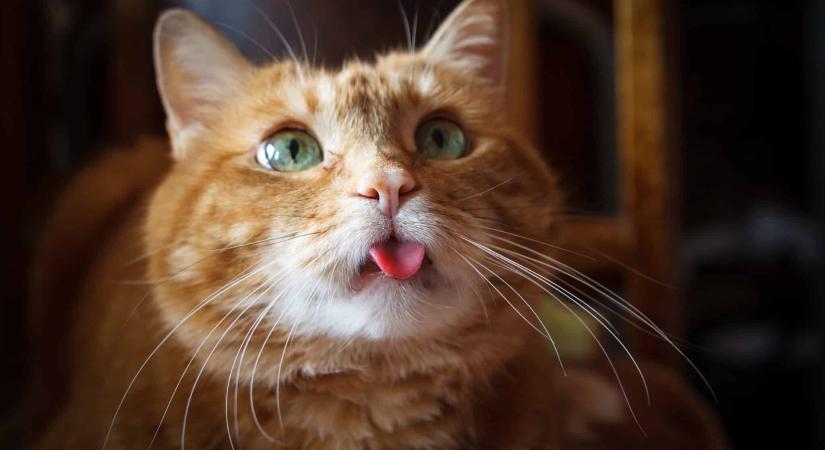 Kerested már az igazi macskanyelvet a csokis dobozban? A politikusok ettől tartanak