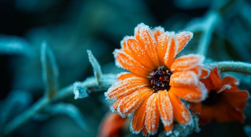 Ma, 2025. november 10., Réka, Leó névnapja van – Mit rejt a személyiségük?