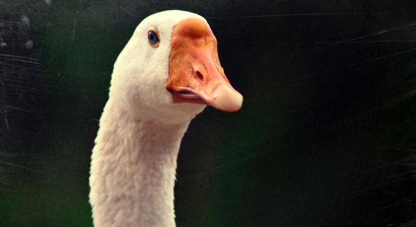 Egy falat libasült, egy marék emlék: ezért nem múlik el soha a Márton-nap varázsa