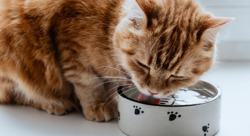 Ezekkel a szórakoztató trükkökkel ráveheted macskádat az ivásra, és még játszik is