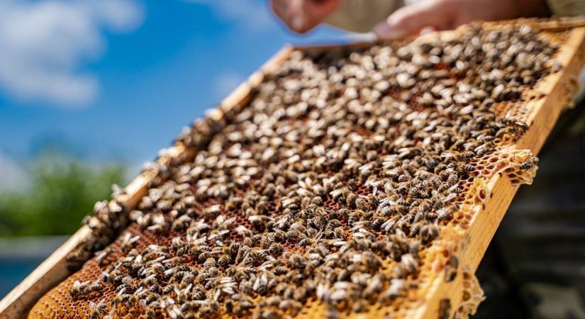 Váratlan méhtámadás okozta tragédia – gyalogost gázolt el egy sofőr