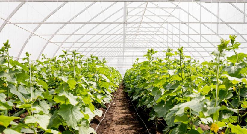 Fóliasátor páramentesítés novemberben – gombaellenes praktikák