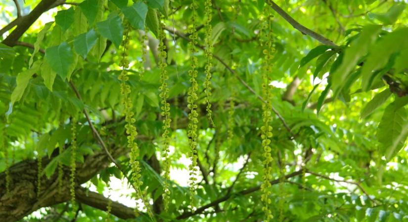 Kaukázusi szárnyasdió – a fák arisztokratája a szelet is megszelídíti